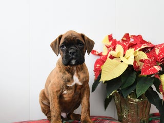 Boxer dogs Buster - Ad 21
