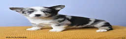 Welsh Corgi Pembroke dogs for sale: Rain - Ad 3