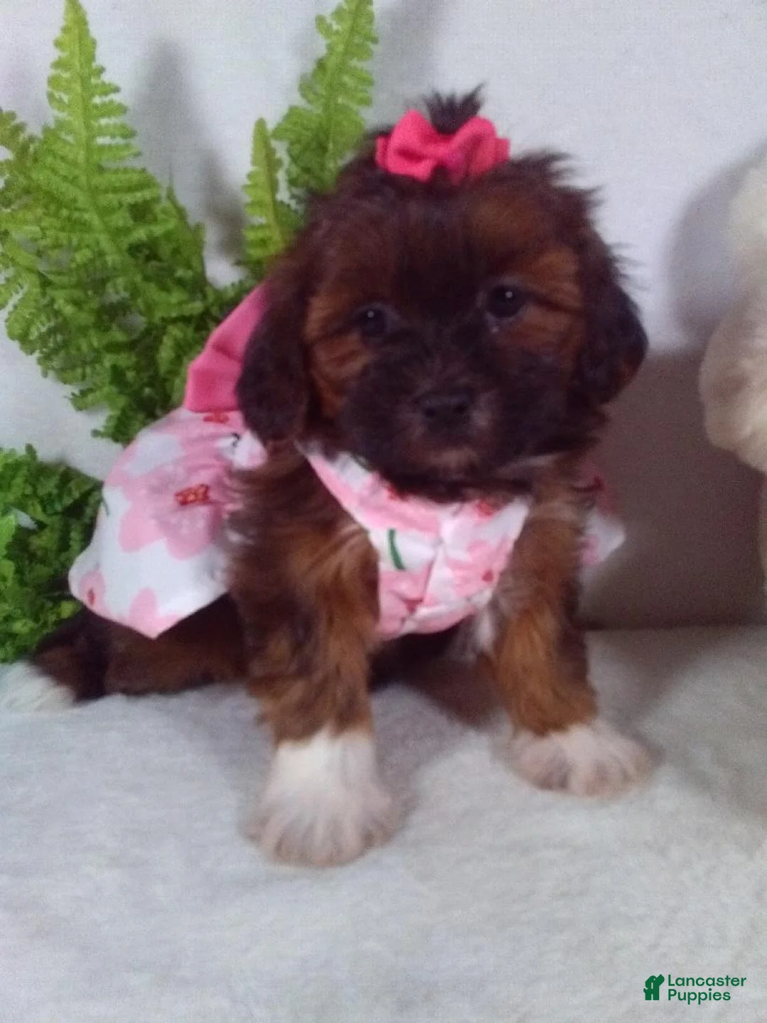 Shihpoo dogs for sale: Honey - Ad 2
