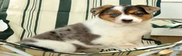 Australian Shepherd dogs for sale: Amber - Ad 7
