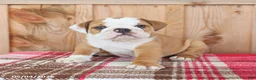 English Bulldog dogs for sale: Rocky - Ad 5