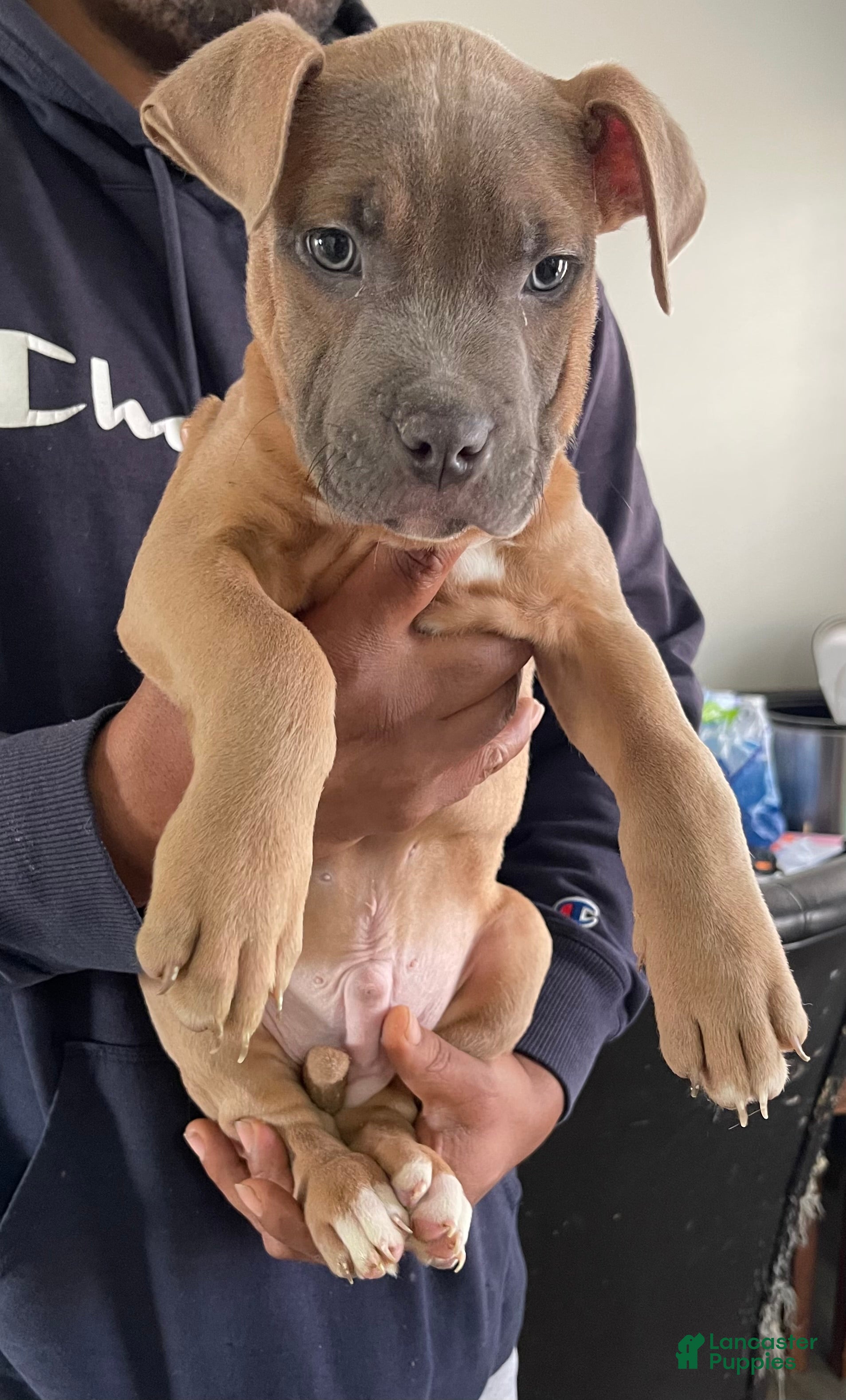 American Pit Bull Terrier dogs American Pit Bull Terrier Puppy 1 - Ad 19