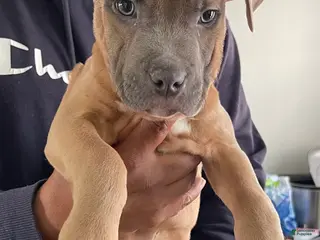 American Pit Bull Terrier dogs American Pit Bull Terrier Puppy 1 - Ad 19