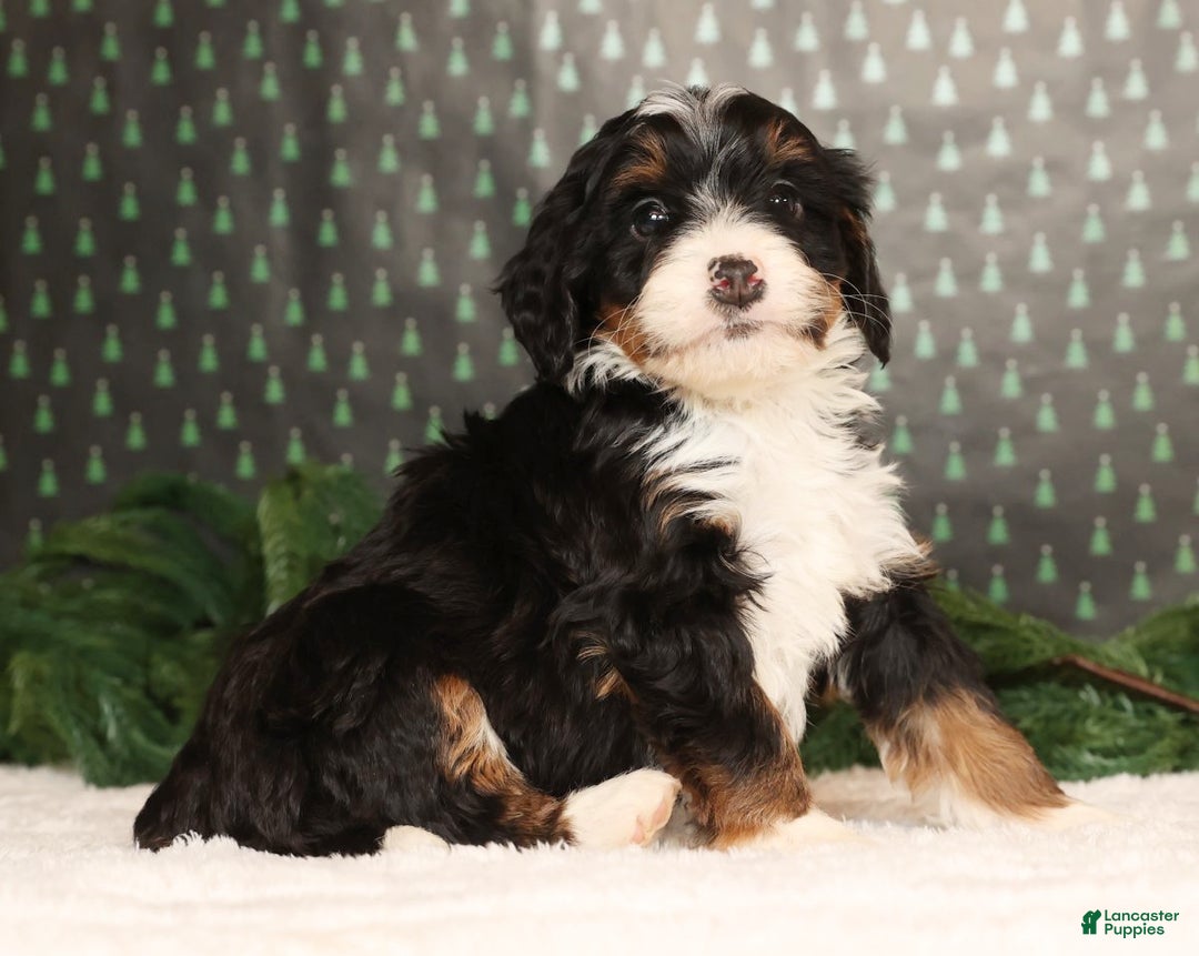 Mini Bernedoodle dogs for sale: Blazer - Ad 4
