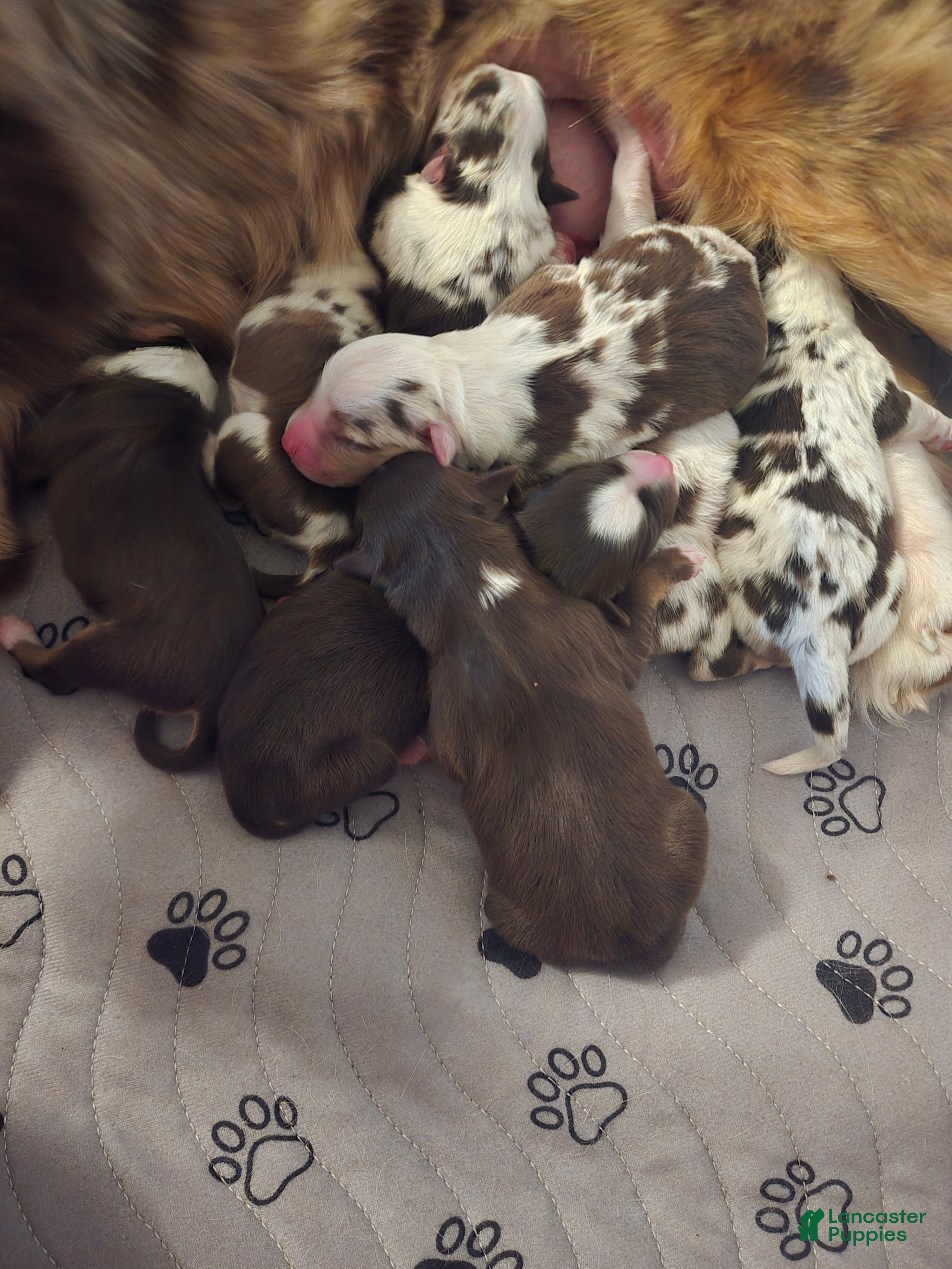 Australian Shepherd dogs Australian Shepherd 1 - Ad 17