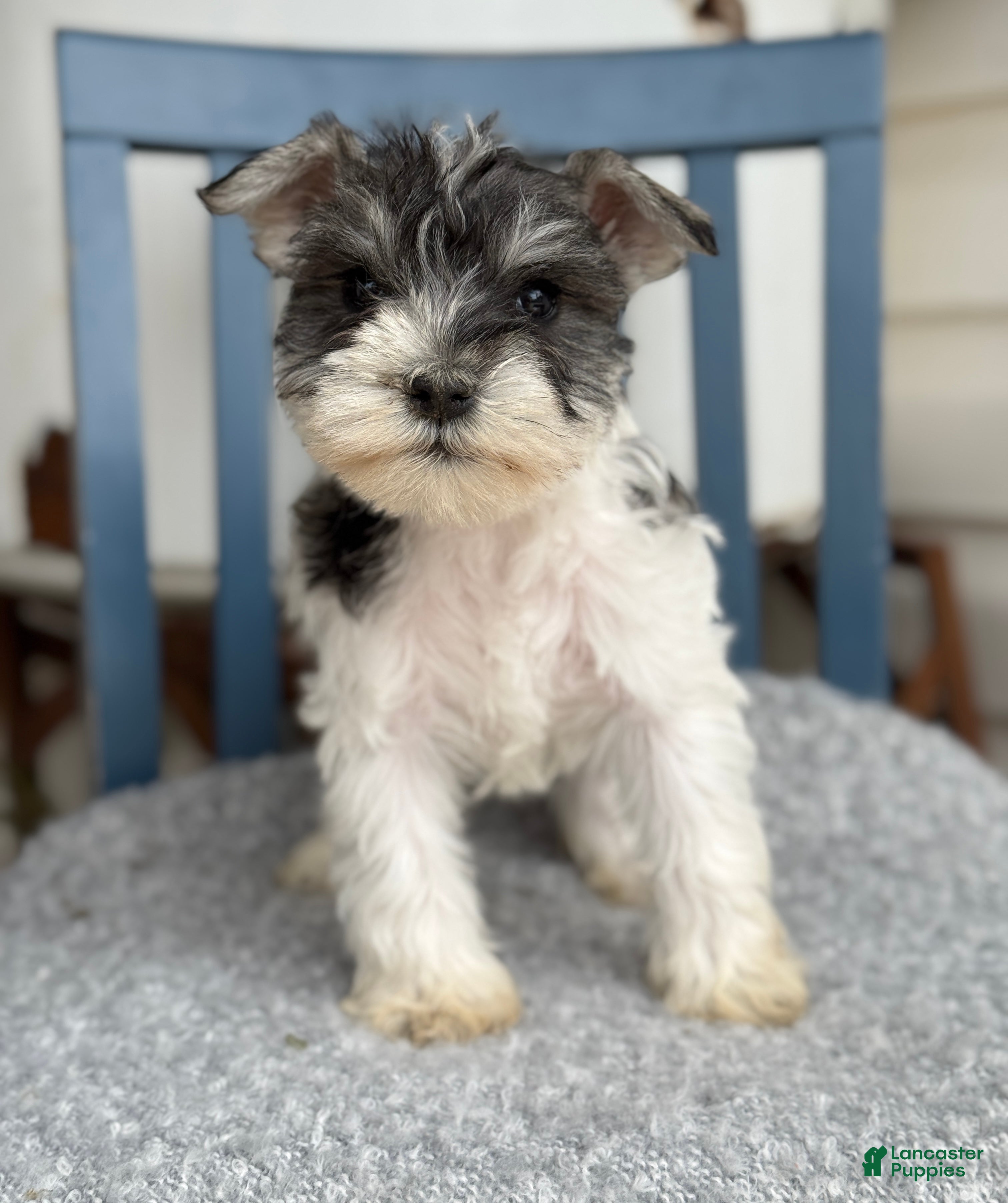 Miniature Schnauzer dogs Dancer - Ad 15