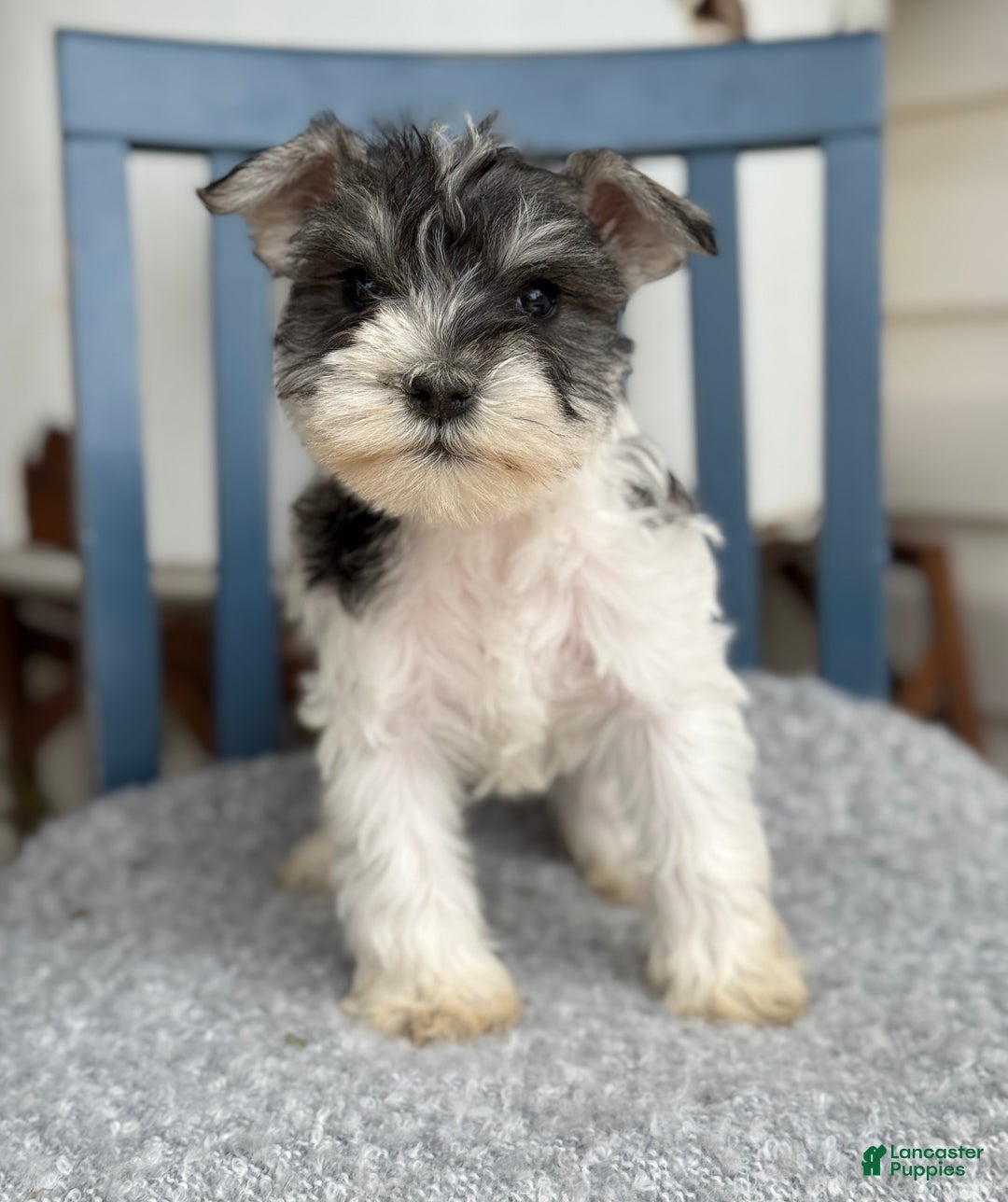 Miniature Schnauzer dogs for sale: Dancer - Ad 1