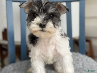 Miniature Schnauzer dogs Dancer - Ad 32