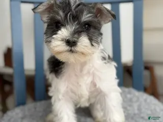 Miniature Schnauzer dogs Dancer - Ad 27