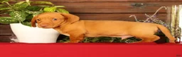 Miniature Dachshund dogs for sale: Rocky - Ad 4