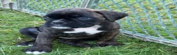 Boxer dogs for sale: Colonia - Ad 14