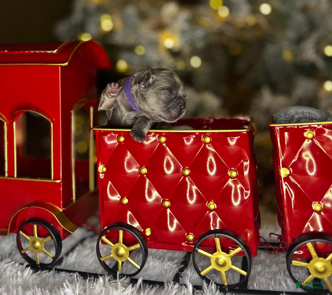 French Bulldog dogs for sale: TWINKLE - Ad 4