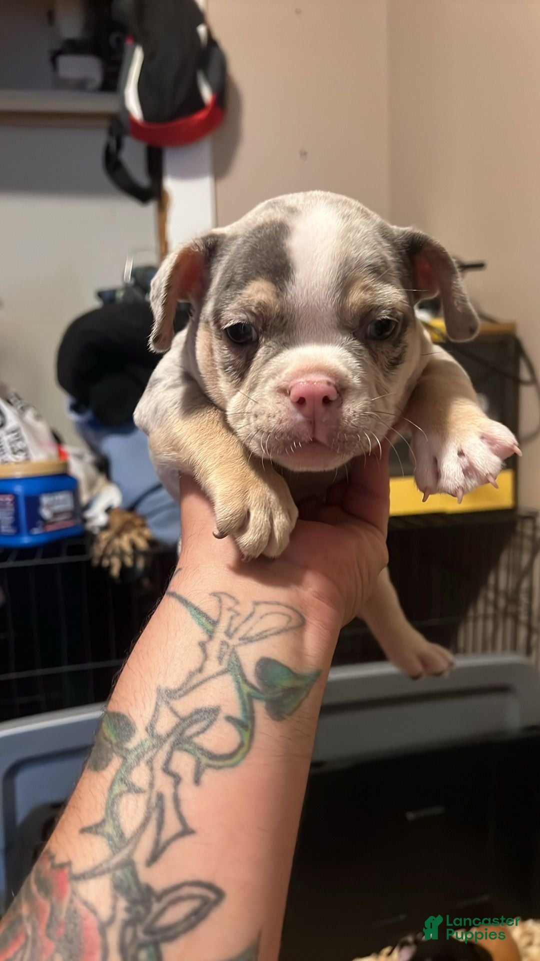American Bully dogs American Bully 2 - Ad 5