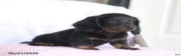 Miniature Dachshund dogs for sale: Cade - Ad 3