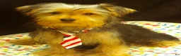 Yorkshire Terrier dogs for sale: Samson - Ad 3