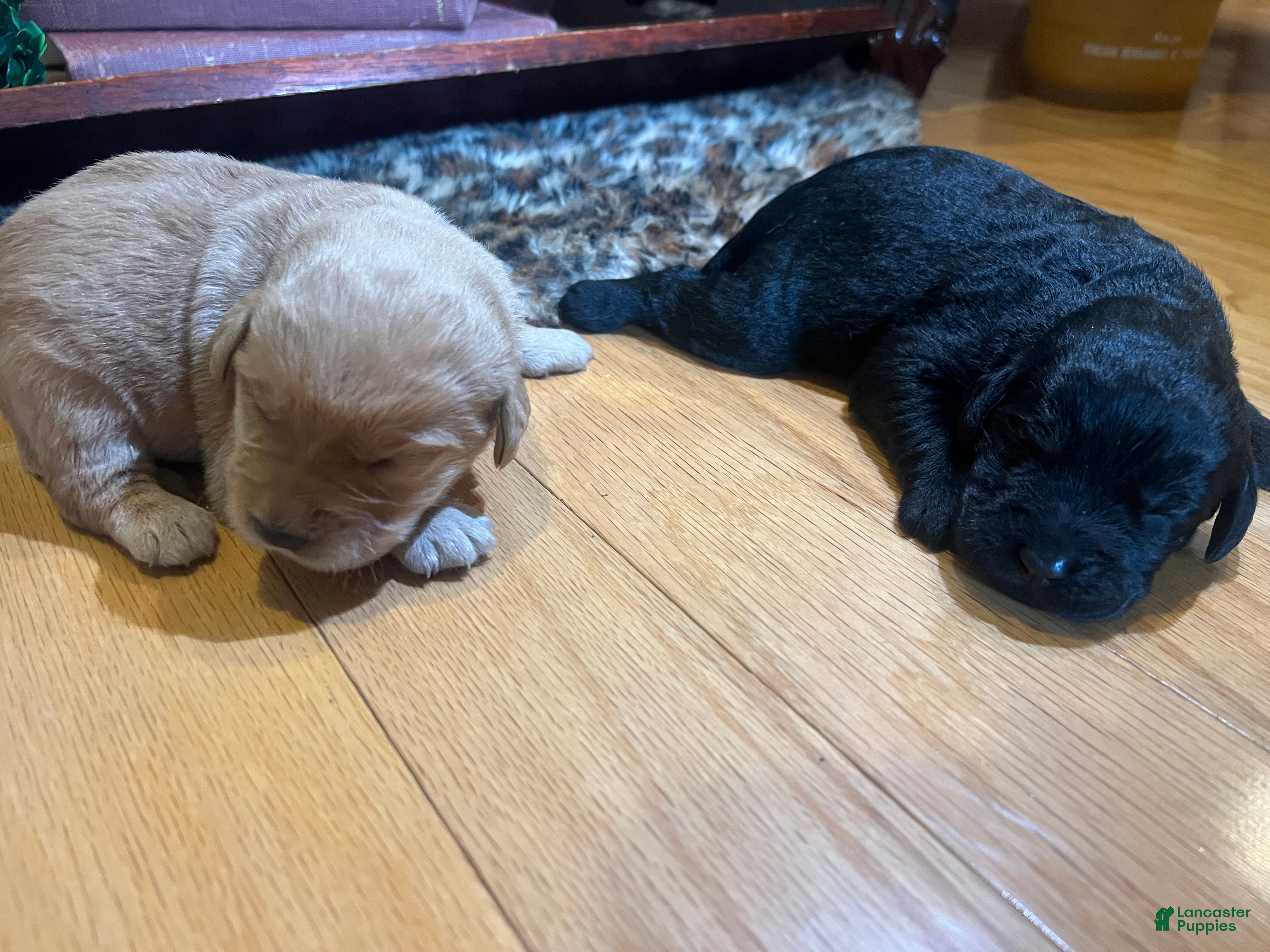 Labradoodle dogs Labradoodle Puppy 3 - Ad 21