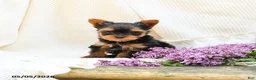 Yorkshire Terrier dogs for sale: Magic - Ad 2