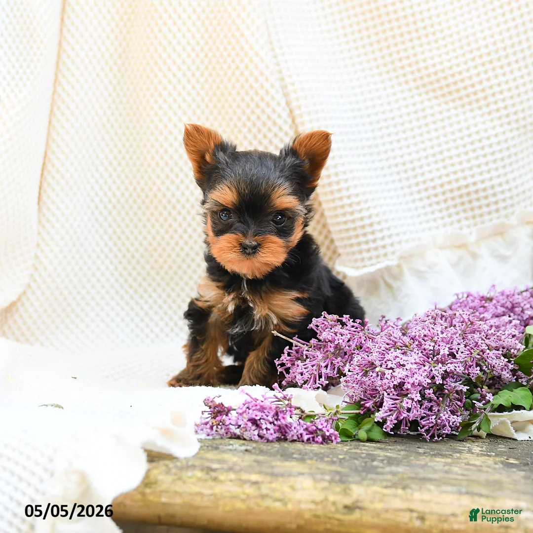 Yorkshire Terrier dogs for sale: Magic - Ad 2