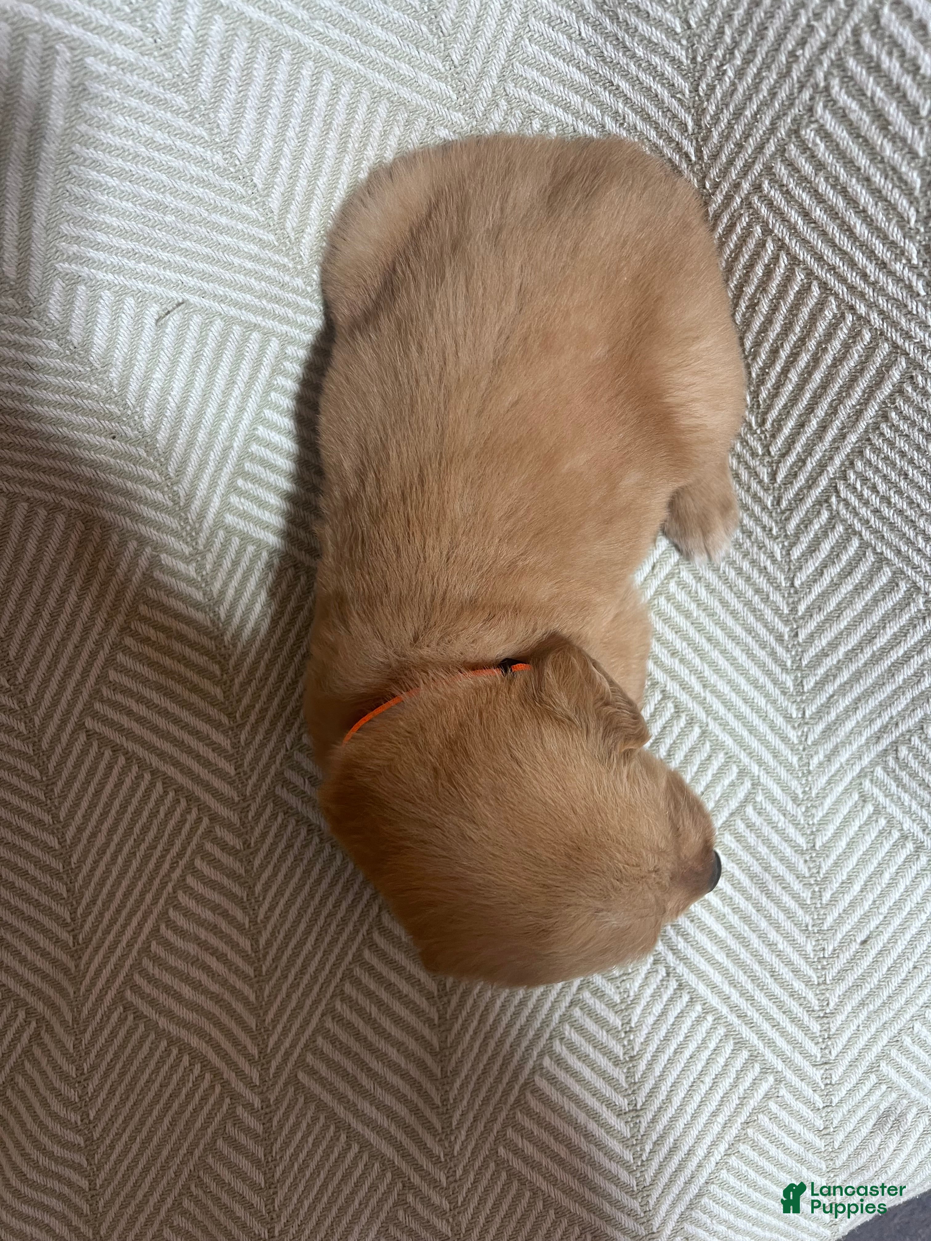 Golden Retriever dogs Golden Retriever 2 - Ad 2