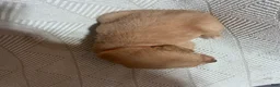Golden Retriever dogs for sale: Golden Retriever 2 - Ad 2