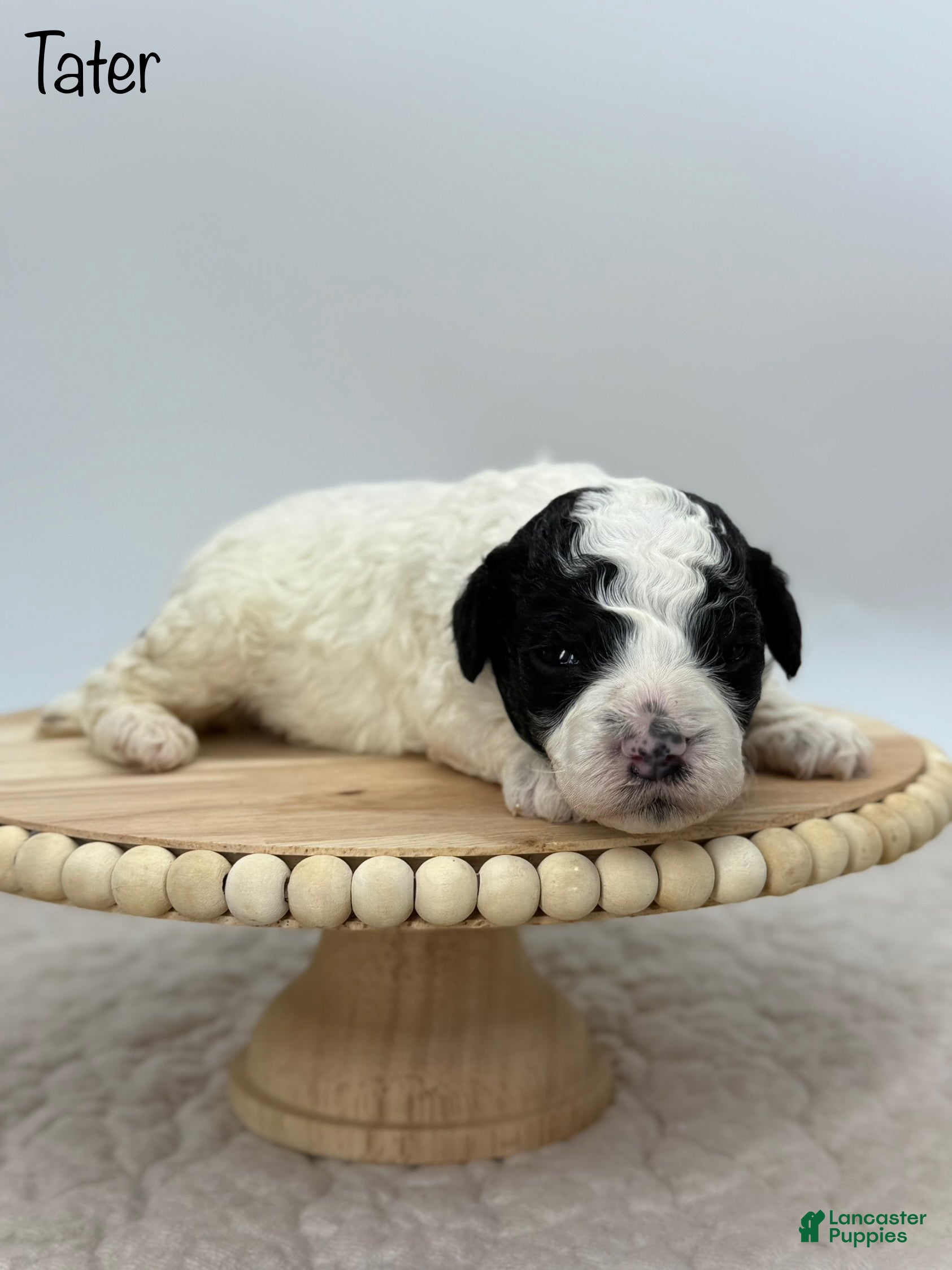 Miniature Poodle dogs Tater - Ad 33