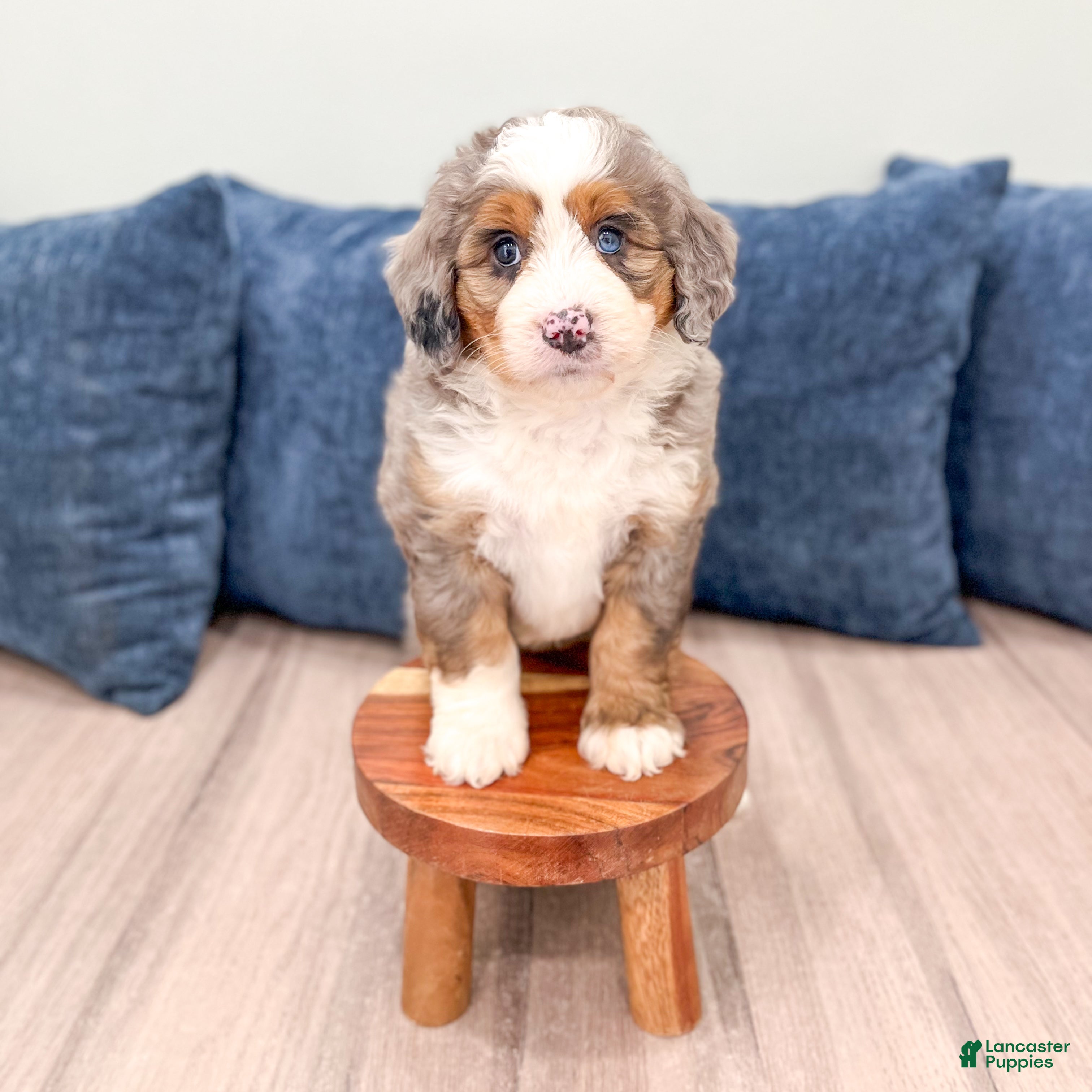 Mini Bernedoodle dogs for sale: Honey - Ad 3