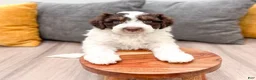 Aussiedoodle dogs for sale: Rusty - Ad 2