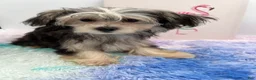 Morkie dogs for sale: Holly is a beautiful Morkie $2,500 - Ad 6