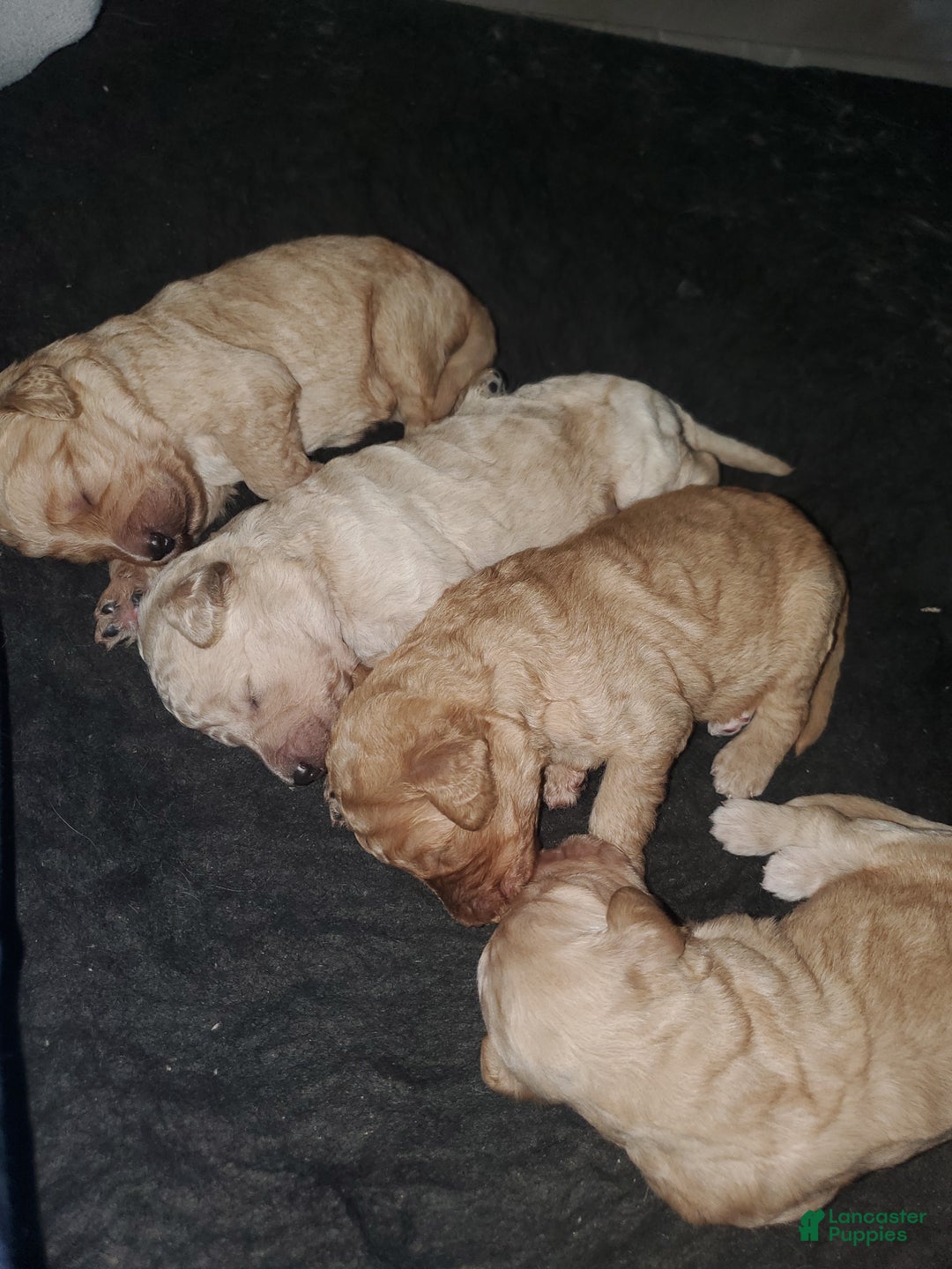 Goldendoodle dogs for sale: Goldendoodle Puppy 5 - Ad 3