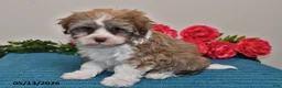 Havanese dogs for sale: Cash - Ad 3