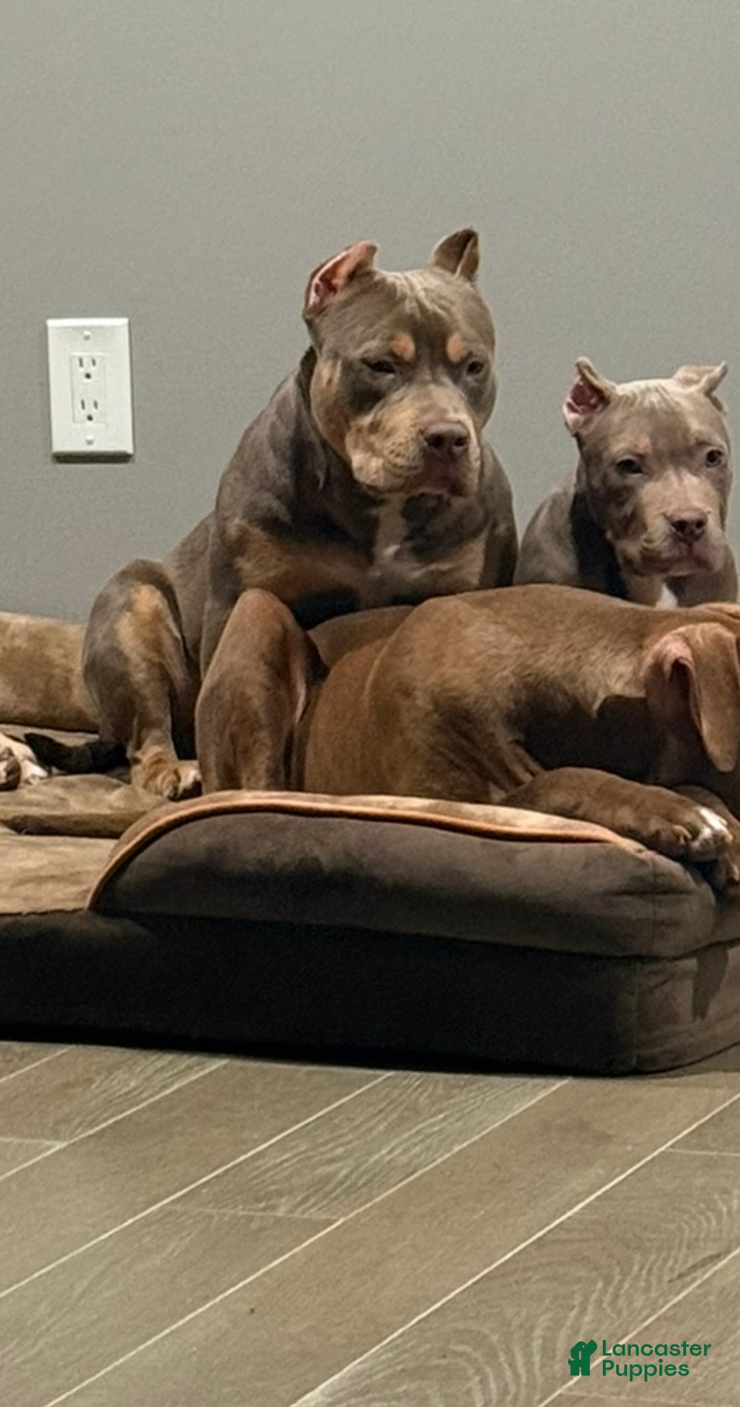 American Bully dogs for sale: American Bully Puppy 2 - Ad 1