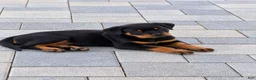 Rottweiler dogs for sale: Rottweiler AKC - Ad 2
