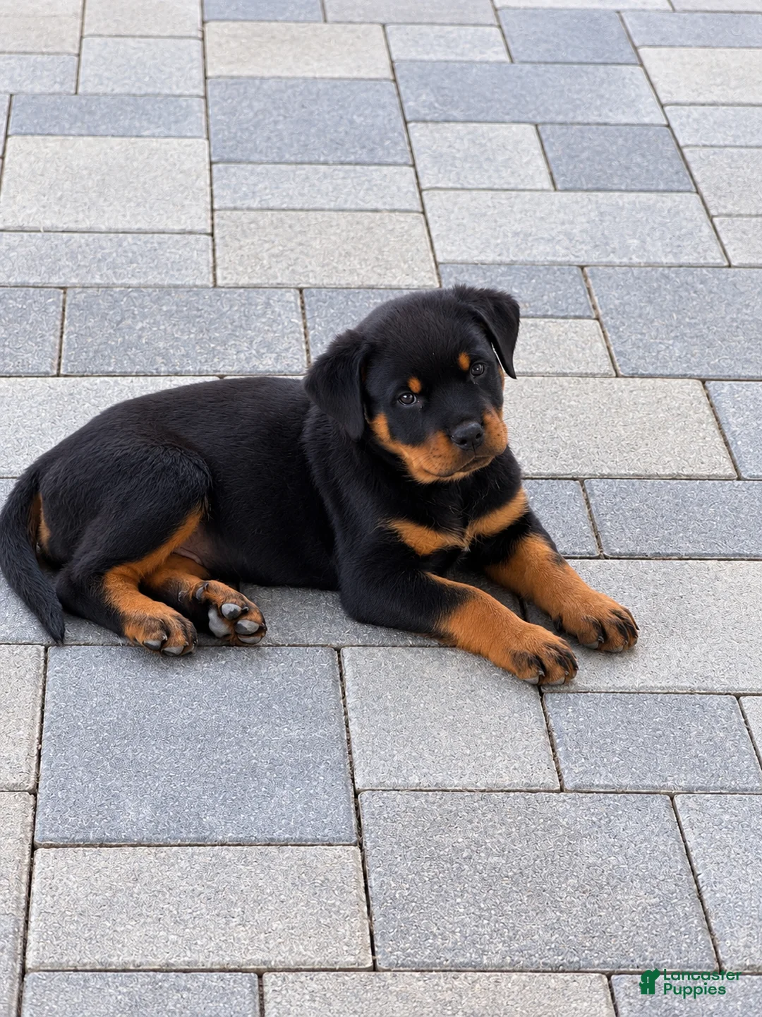 Rottweiler dogs for sale: Rottweiler AKC - Ad 2