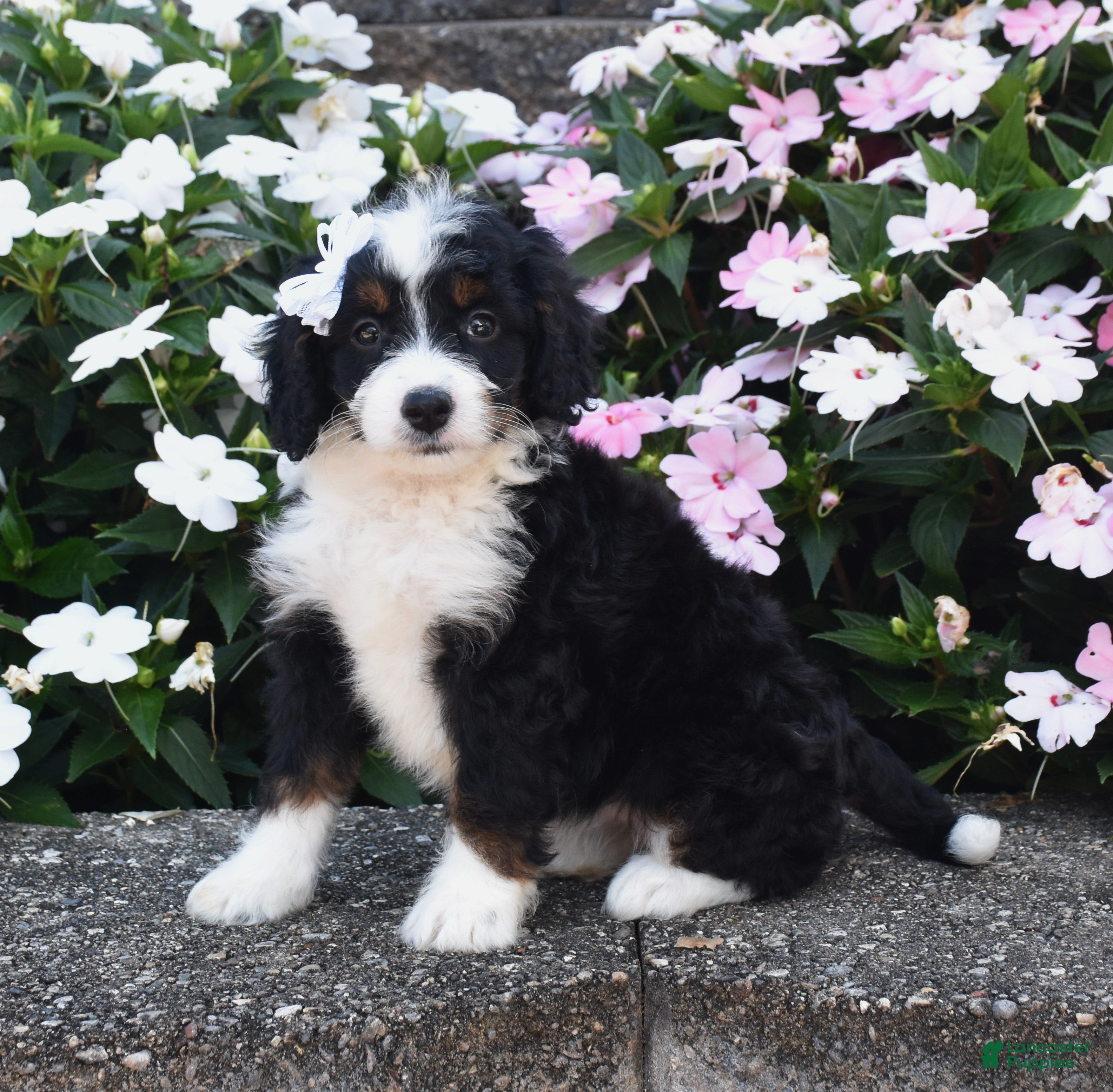 Mini Bernedoodle dogs for sale: Belle - Ad 1