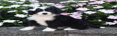 Belle