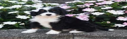 Mini Bernedoodle dogs for sale: Belle - Ad 1