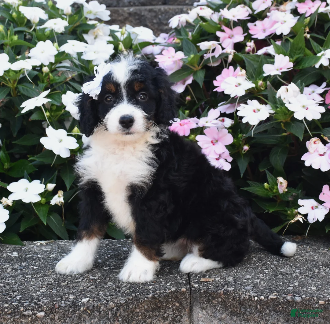 Mini Bernedoodle dogs for sale: Belle - Ad 1