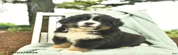 Mixed Breed dogs for sale: Ruby  - Ad 1