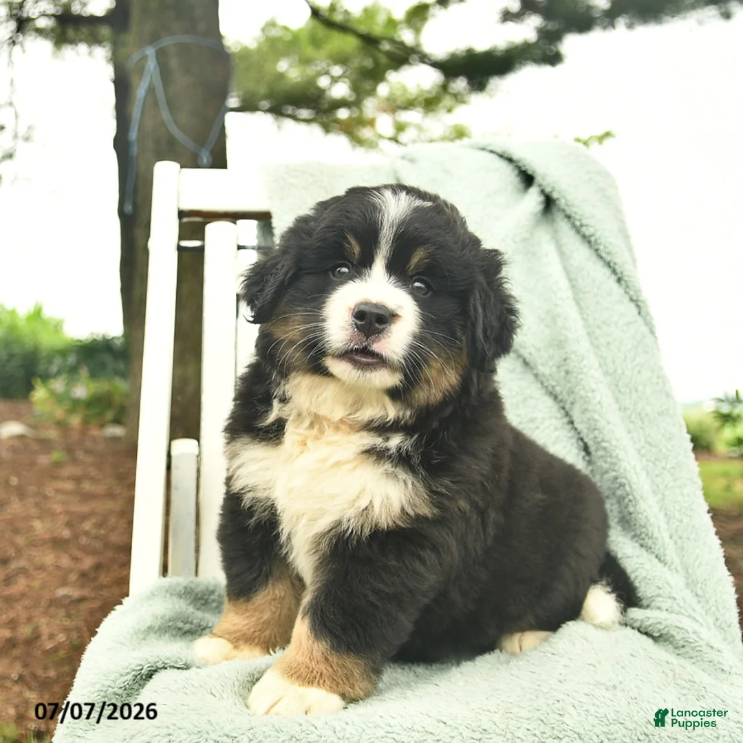 Mixed Breed dogs for sale: Ruby  - Ad 1