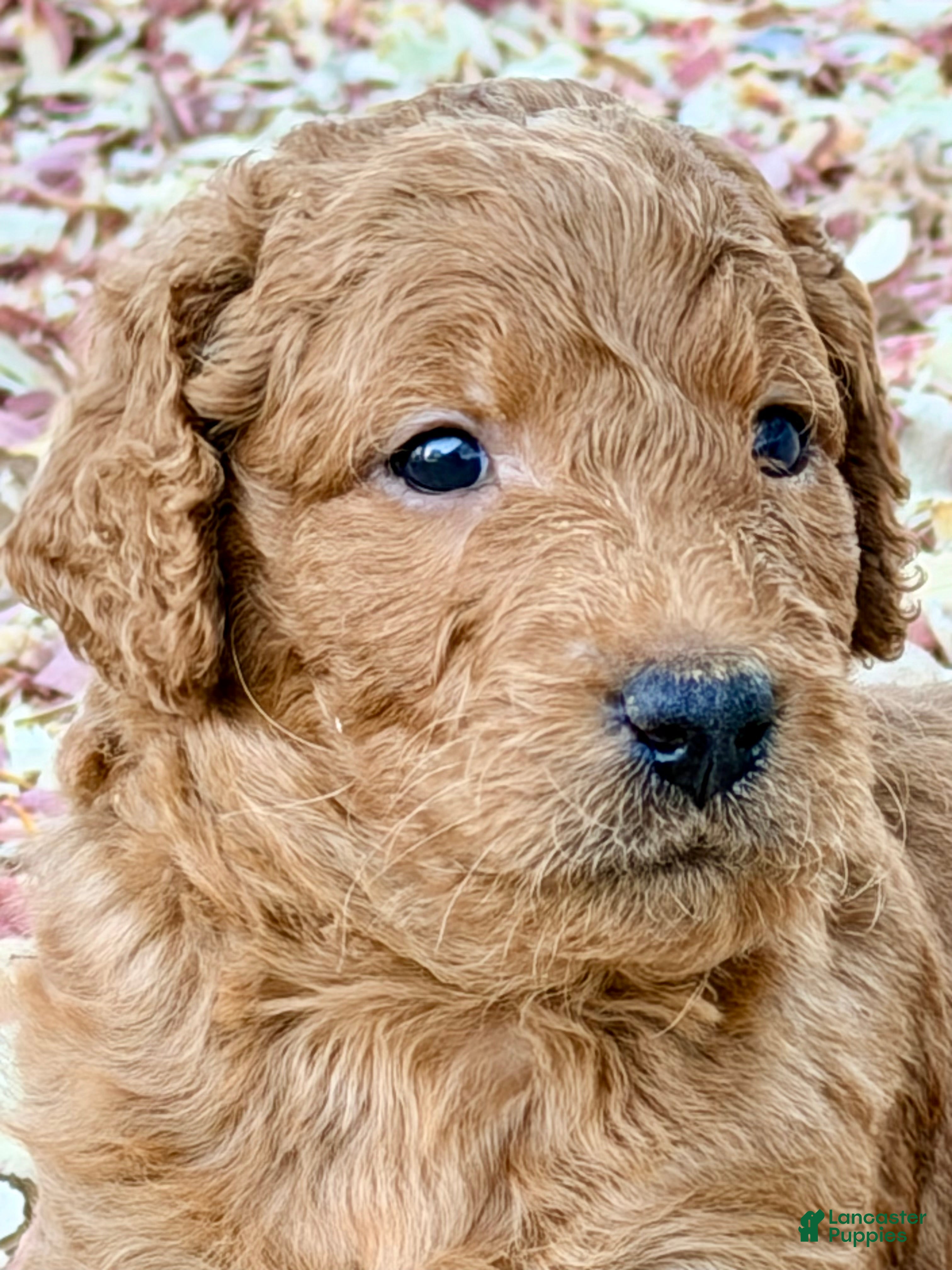 Goldendoodle dogs A.J - Ad 1