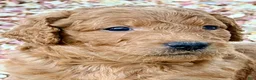 Goldendoodle dogs for sale: A.J - Ad 1