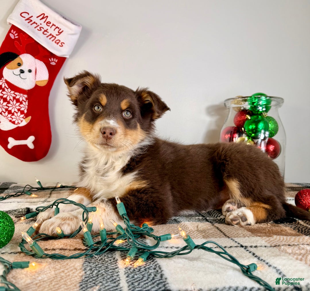 Australian Shepherd dogs for sale: Astro - Ad 5