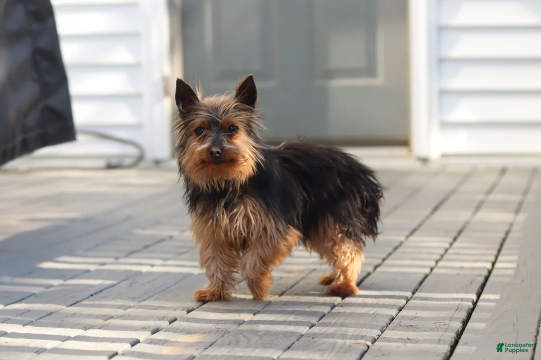 Morkie dogs for sale: River - Ad 10