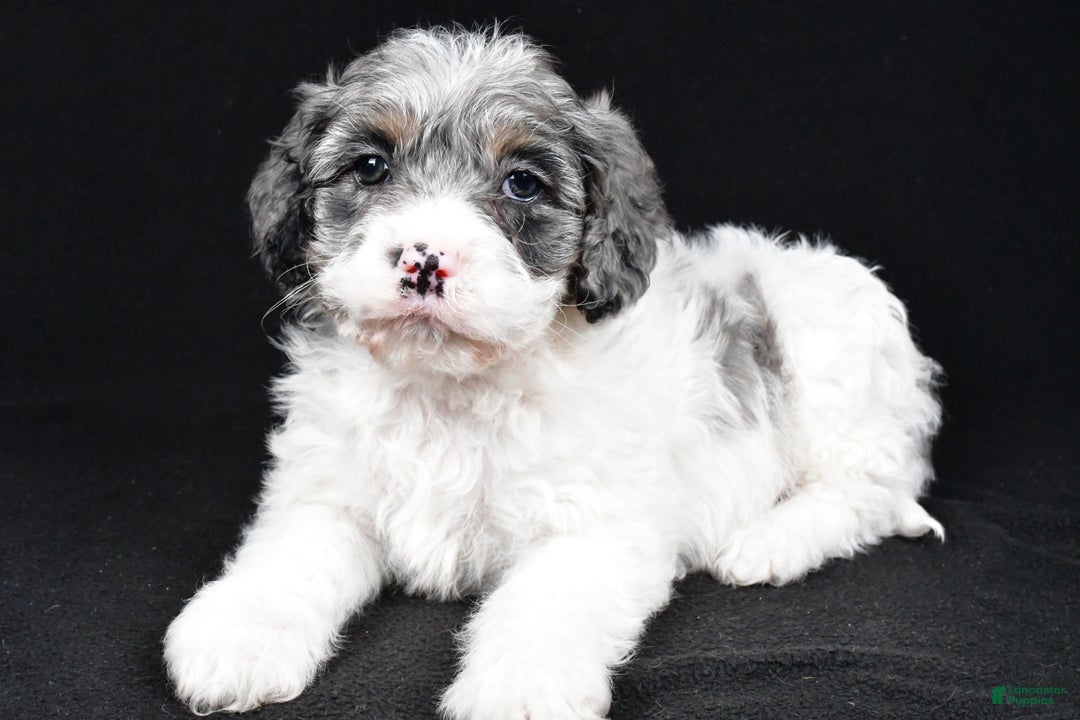 Cockapoo dogs for sale: Thompson - Ad 6