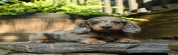 Miniature Dachshund dogs for sale: Peppin - Ad 5