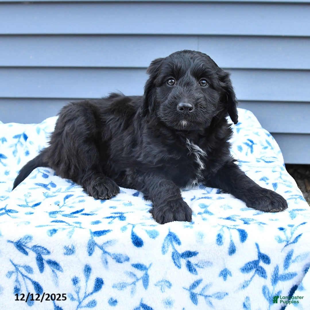 Mixed Breed dogs for sale: Abbot - Ad 3