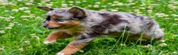 Mini Aussiedoodle dogs for sale: Gracie - Ad 13