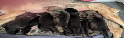 German Shepherd dogs for sale: Kieser - Ad 4