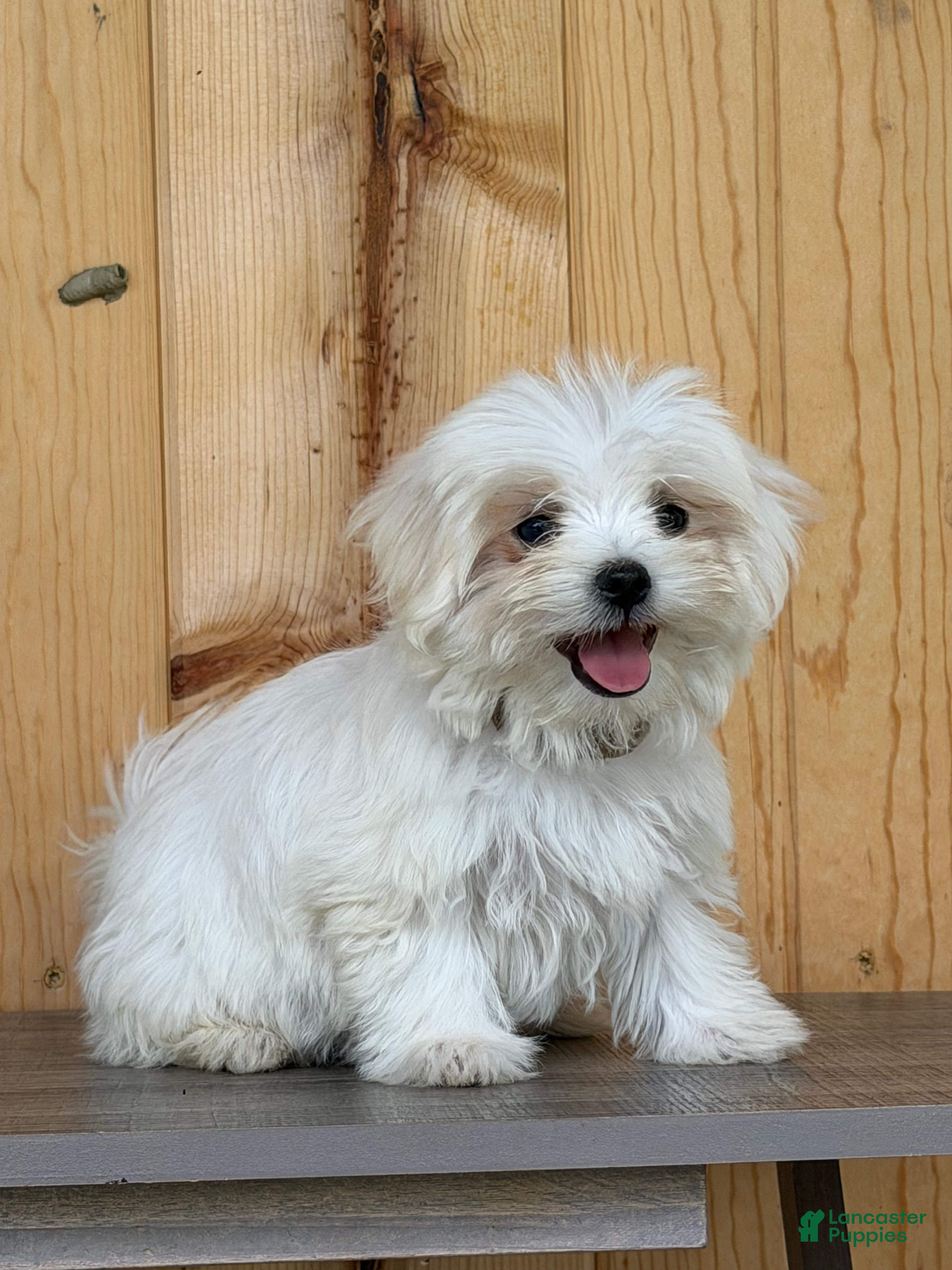 Maltese dogs Twila - Ad 1