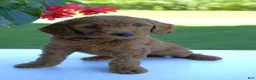 Mini Goldendoodle dogs for sale: Penny-F1b - Ad 2